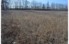 Property photo 39 - East Allen County - 55 Acre Land Auction